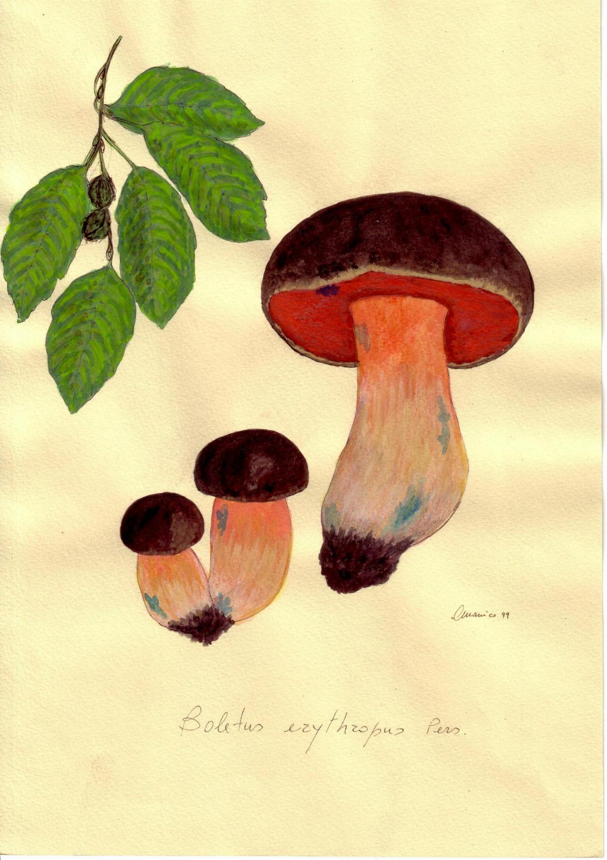 Boletus erythropus   Pers.